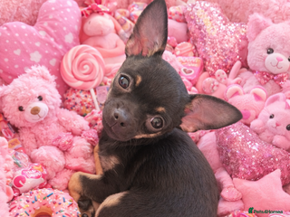 Chihuahua dogs Stunning Black and Tan smoothcoat female - Advert 5