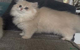 British Longhair cats for sale: Lilac golden shaded kittens (cy12) - Image 13