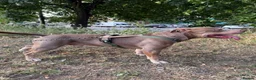 American Bully dogs for sale: Rehome Pablo  - Advert 1