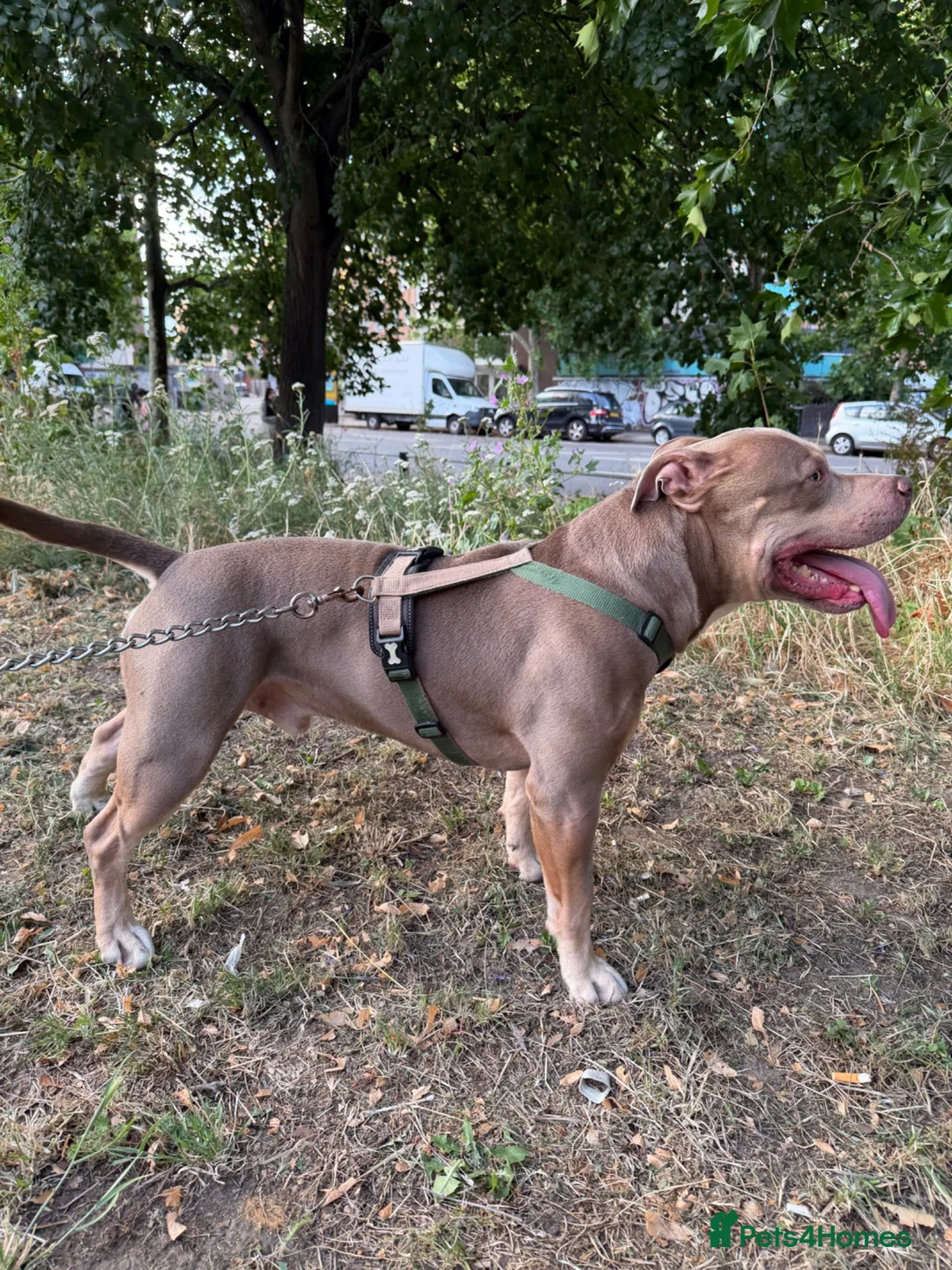 American Bully dogs for sale: Rehome Pablo  - Advert 1