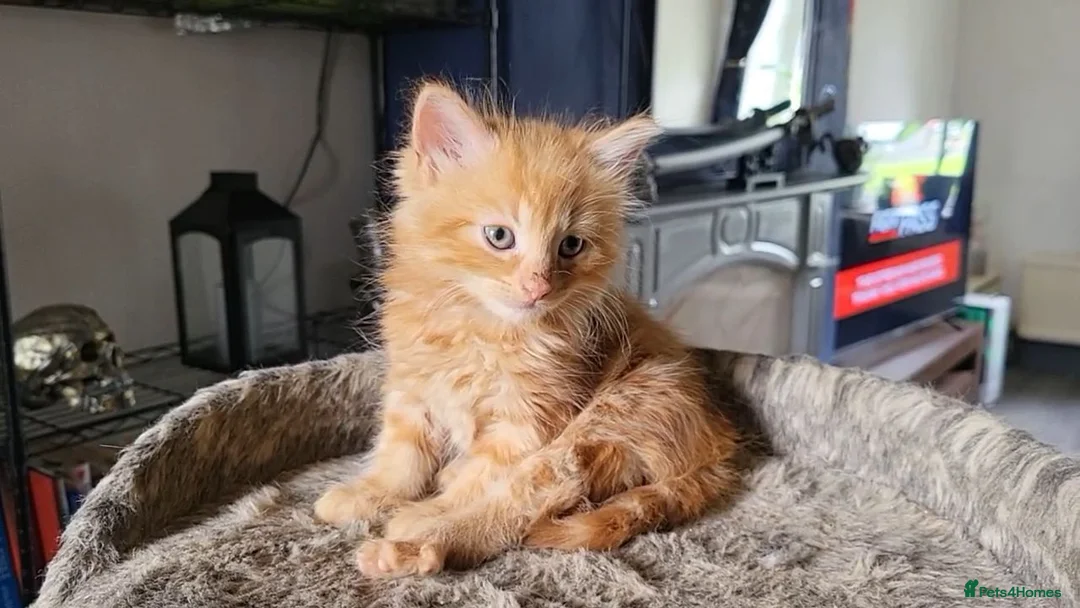 Mixed Breed cats for sale: Mixed breed kittens - Advert 2