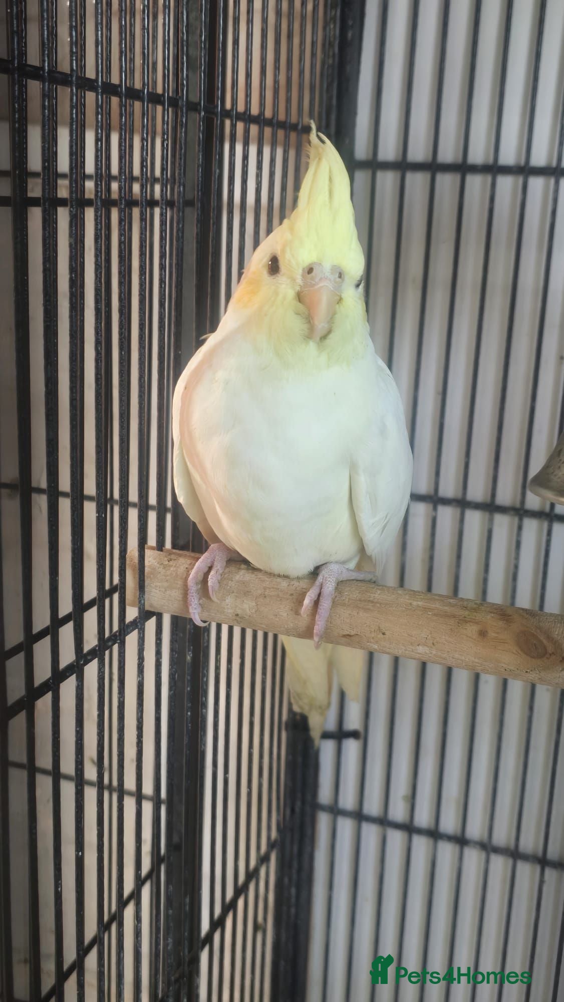 Cockatiels birds Cockatiel - Advert 1