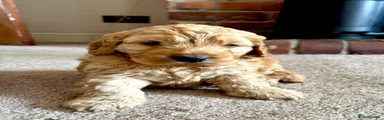 Cockapoo 2
