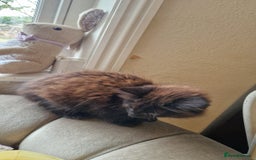 Mixed Breed cats for sale: Amazing fluff balls - Image 13