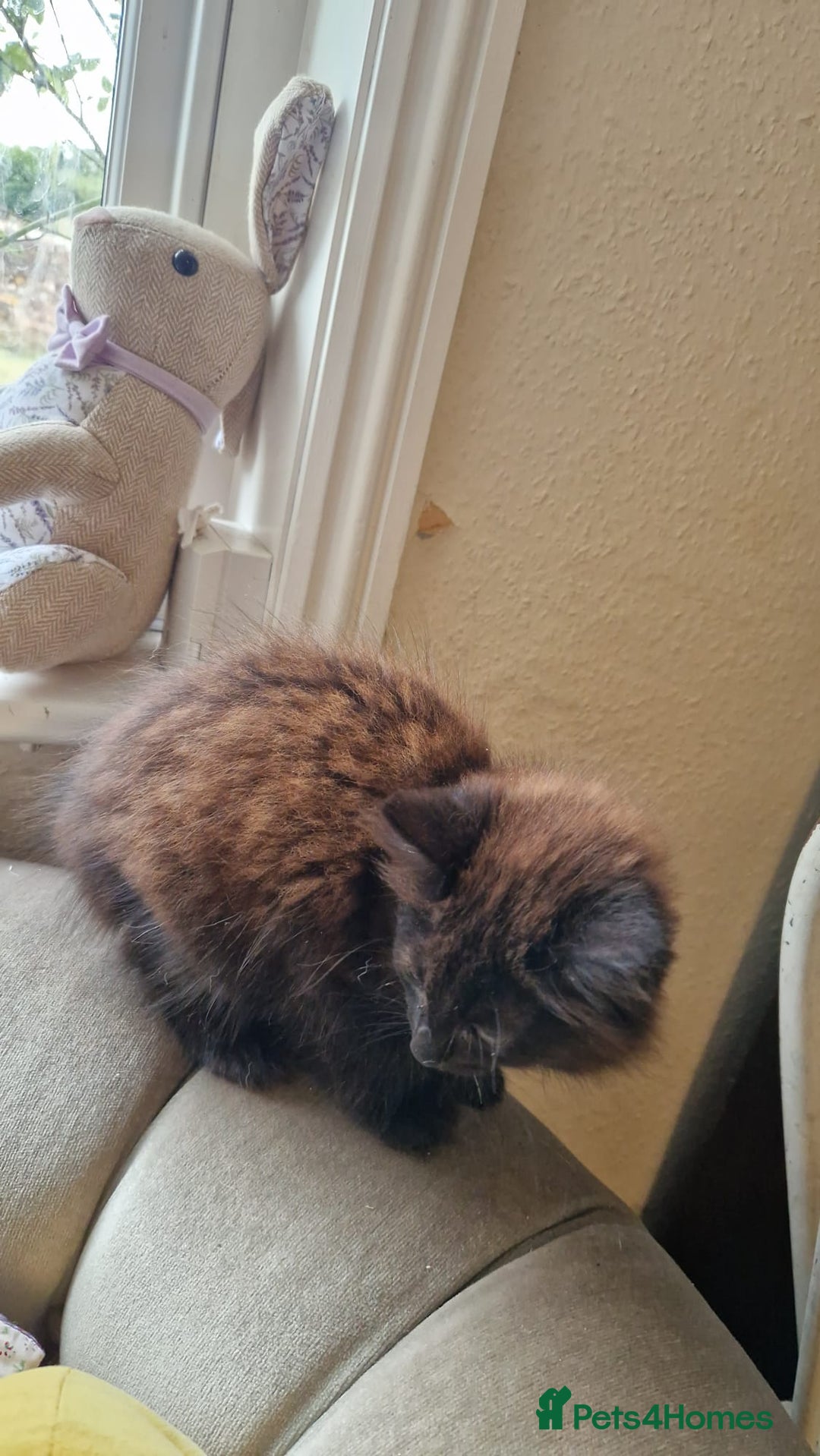 Mixed Breed cats for sale: Amazing fluff balls - Image 13