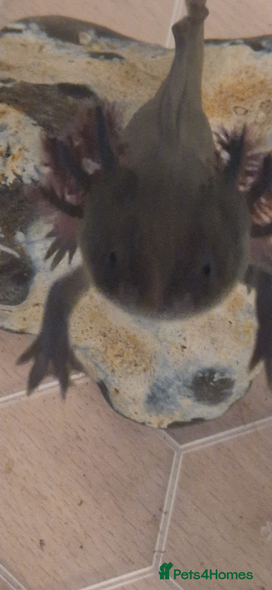 Axolotl reptiles for sale: Axolotl  - Advert 1