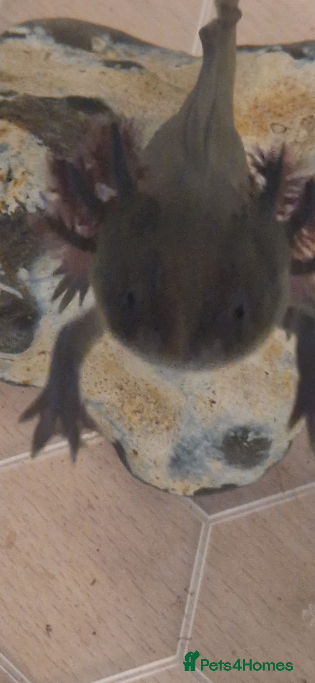 Axolotl reptiles for sale: Axolotl  - Advert 1