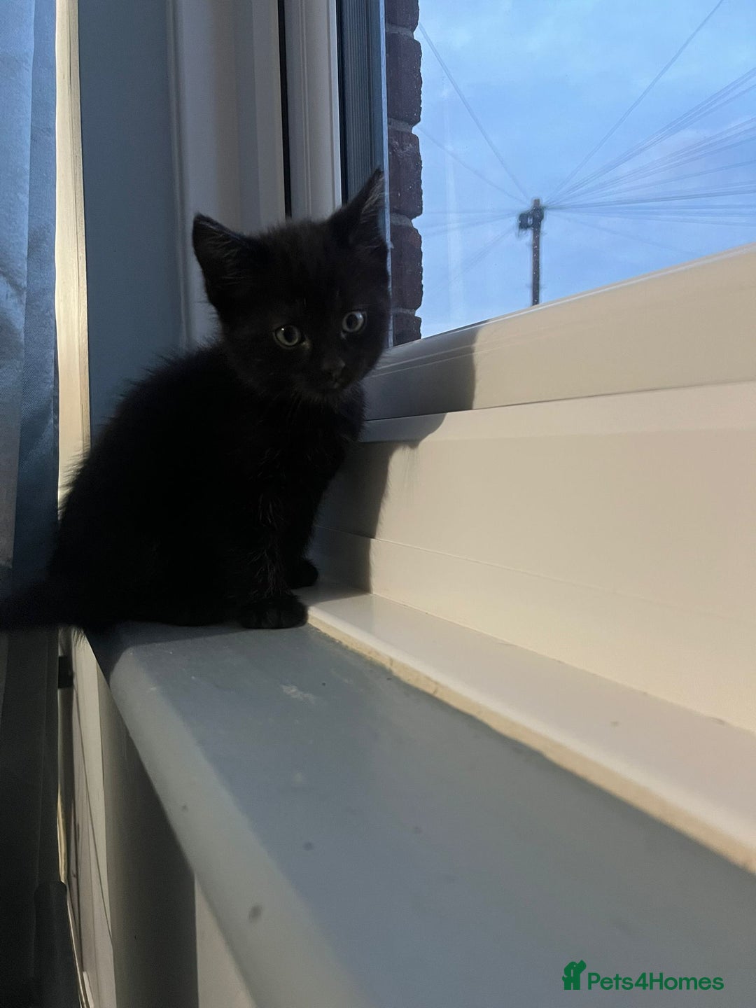 RagaMuffin cats for sale: Ragamuffin kittens  - Image 13