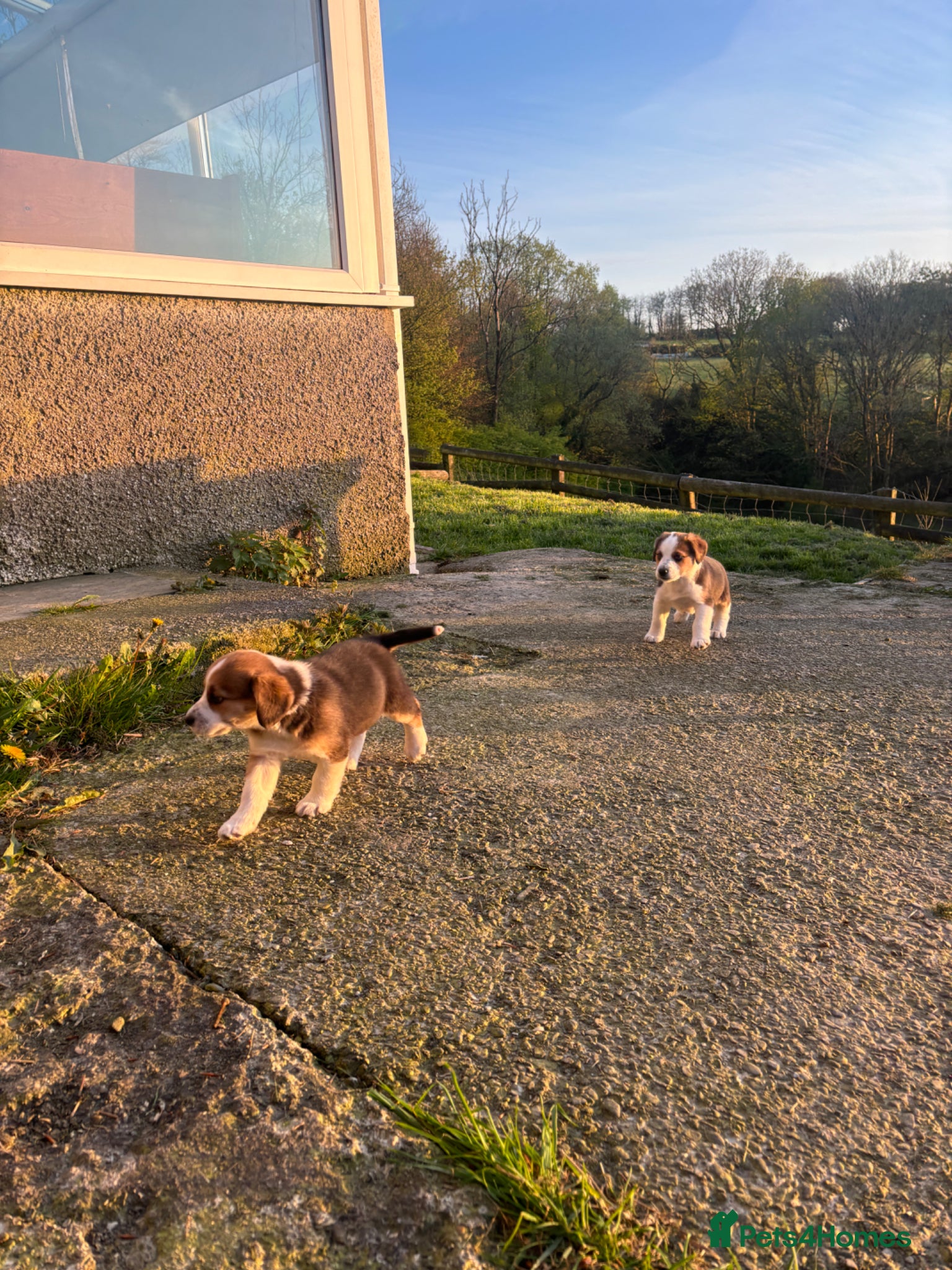 Mixed Breed dogs Beagle x Border Collie Pups - Advert 2
