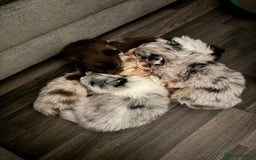 Mixed Breed dogs for sale: Pomeranian x - Image 5