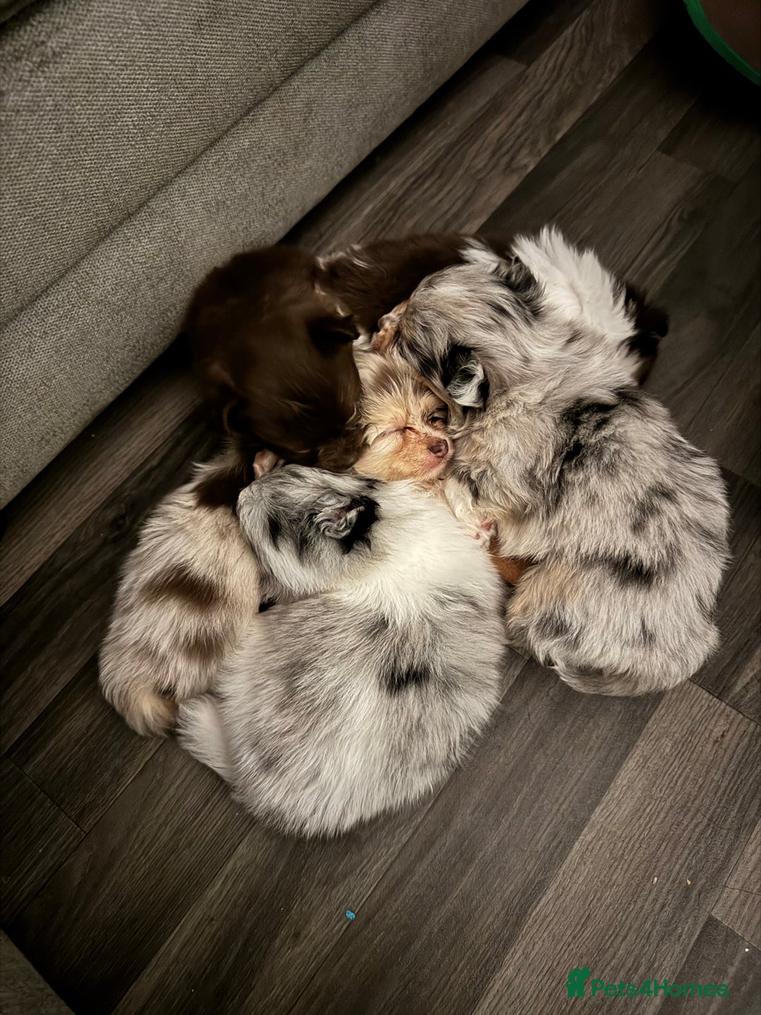 Mixed Breed dogs for sale: Pomeranian x - Image 5