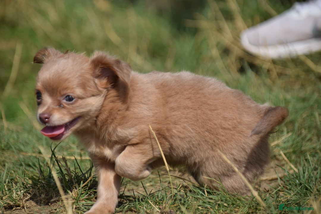 Chihuahua dogs for sale: One of a kind ChiPin Puppies - Image 14