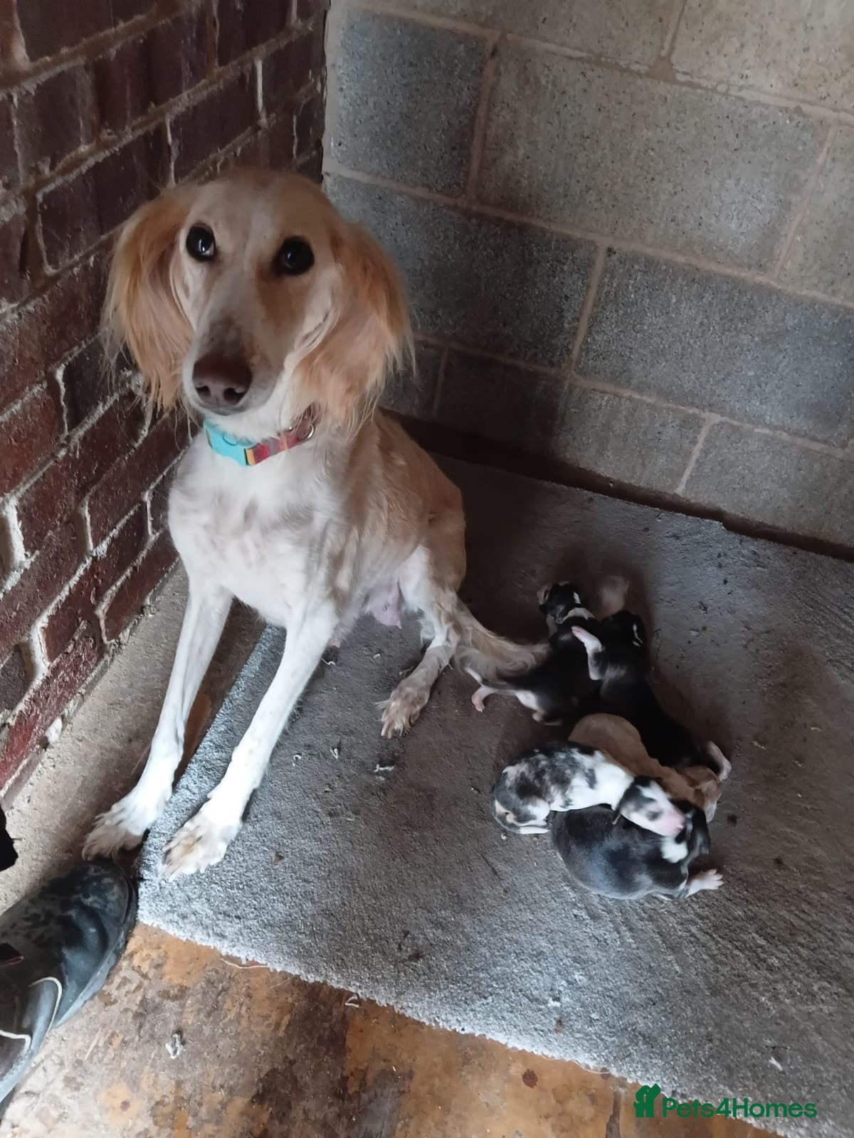 Saluki dogs KC registered saluki puppy’s  - Advert 1