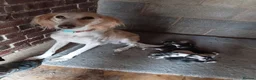 Saluki dogs for sale: KC registered saluki puppy’s  - Advert 1