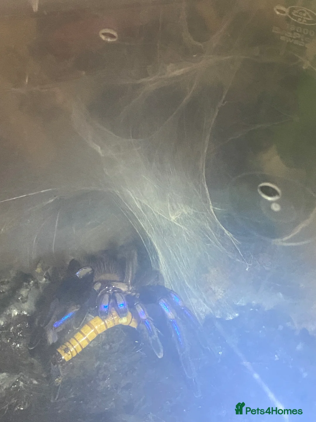 Tarantulas invertebrates for sale: X 20 tarantulas in bio tanks  in Cleckheaton - Advert 1