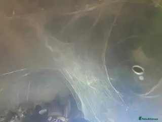 Tarantulas invertebrates X 20 tarantulas in bio tanks - Advert 6