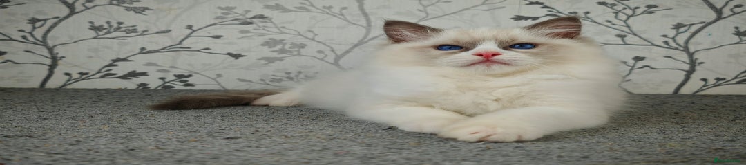 BASIL