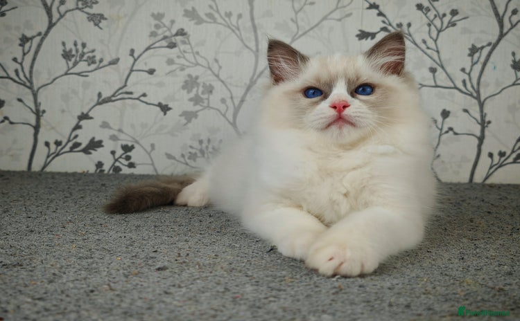 Ragdoll cats - Advert 16