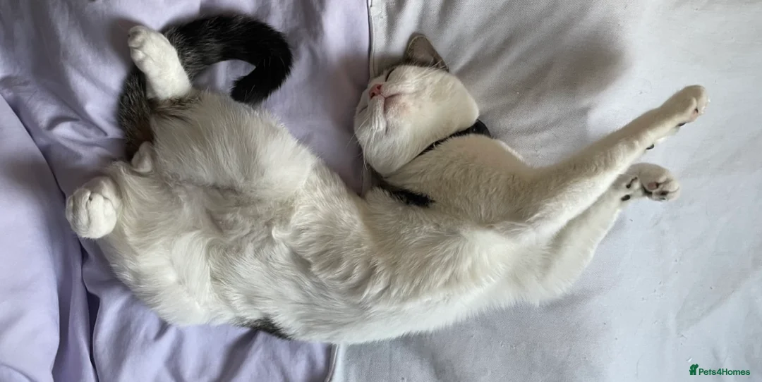 Mixed Breed cats for sale: Trained, cute and funny male cat, Mylo in Cheadle - Advert 2