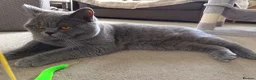 British Shorthair cats for stud: GCCF registered Blue British ShortHair stud  - Advert 4