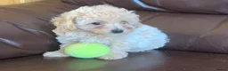 Poochon dogs for sale: Outstanding Poochon puppies  - Advert 3