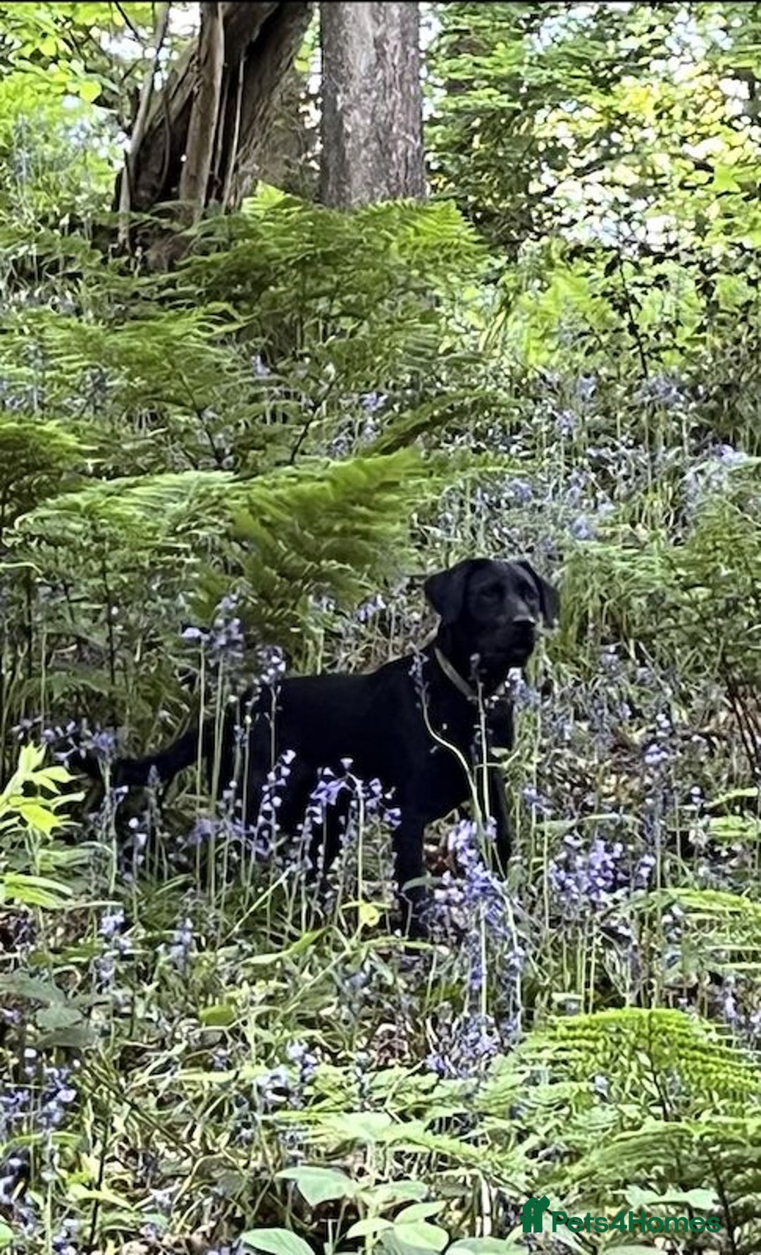 Labrador Retriever dogs for sale: Litter Of 9 Beautiful Black and Fox Red Puppies - Image 5