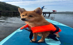 Mixed Breed dogs for sale: Beautiful 7 month old Pomshi hybrid  - Image 2