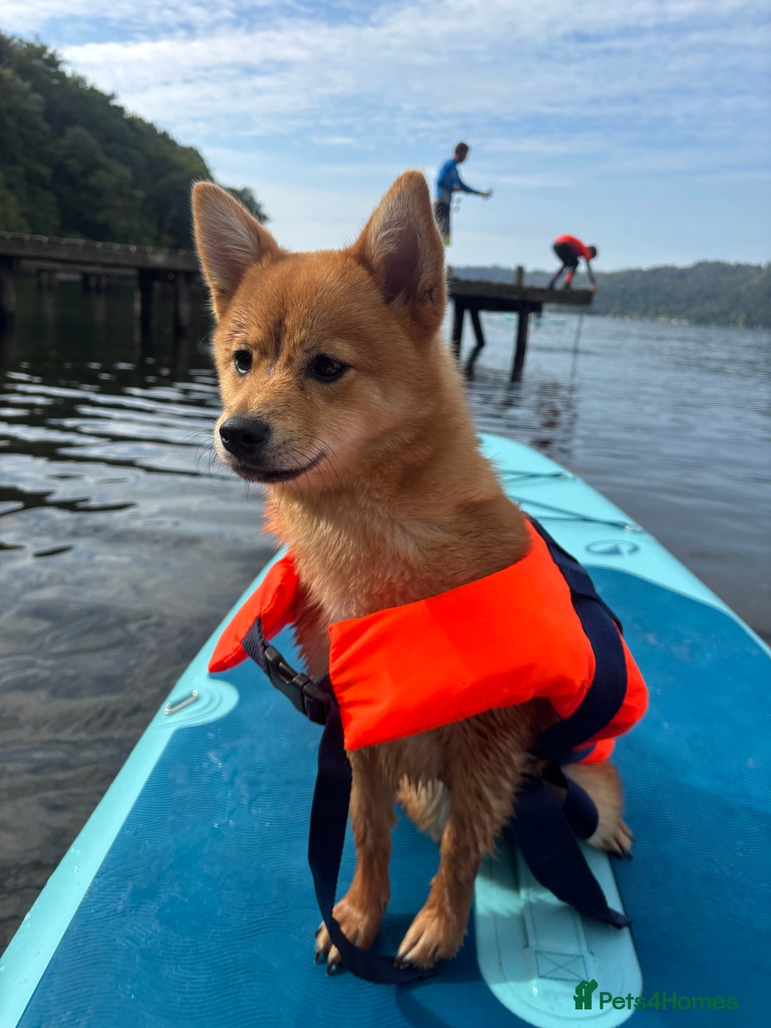 Mixed Breed dogs for sale: Beautiful 7 month old Pomshi hybrid  - Image 2