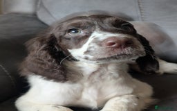 Cocker Spaniel dogs for sale: Cocker spaniel beauties in Shildon - Image 9
