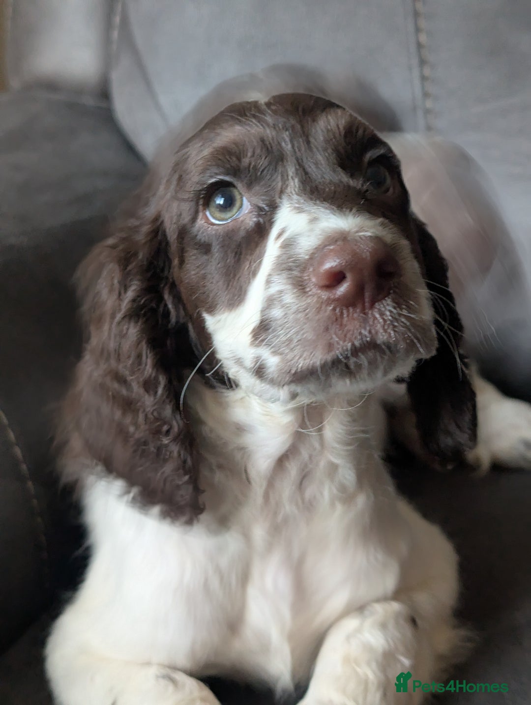 Cocker Spaniel dogs for sale: Cocker spaniel beauties in Shildon - Image 9