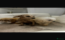 Toy Poodle dogs for sale: Toy poodles  - Image 2