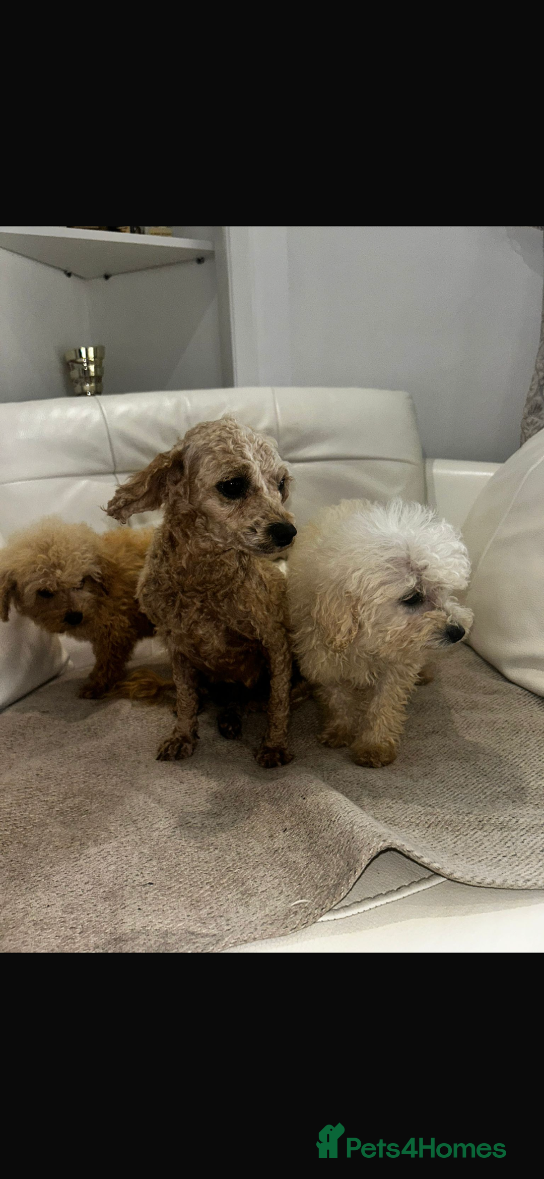 Toy Poodle dogs for sale: Toy poodles  - Image 2