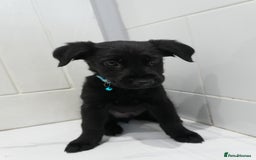 Mixed Breed dogs for sale: 2 months old - Alaskan malamute x Springardor - Image 3