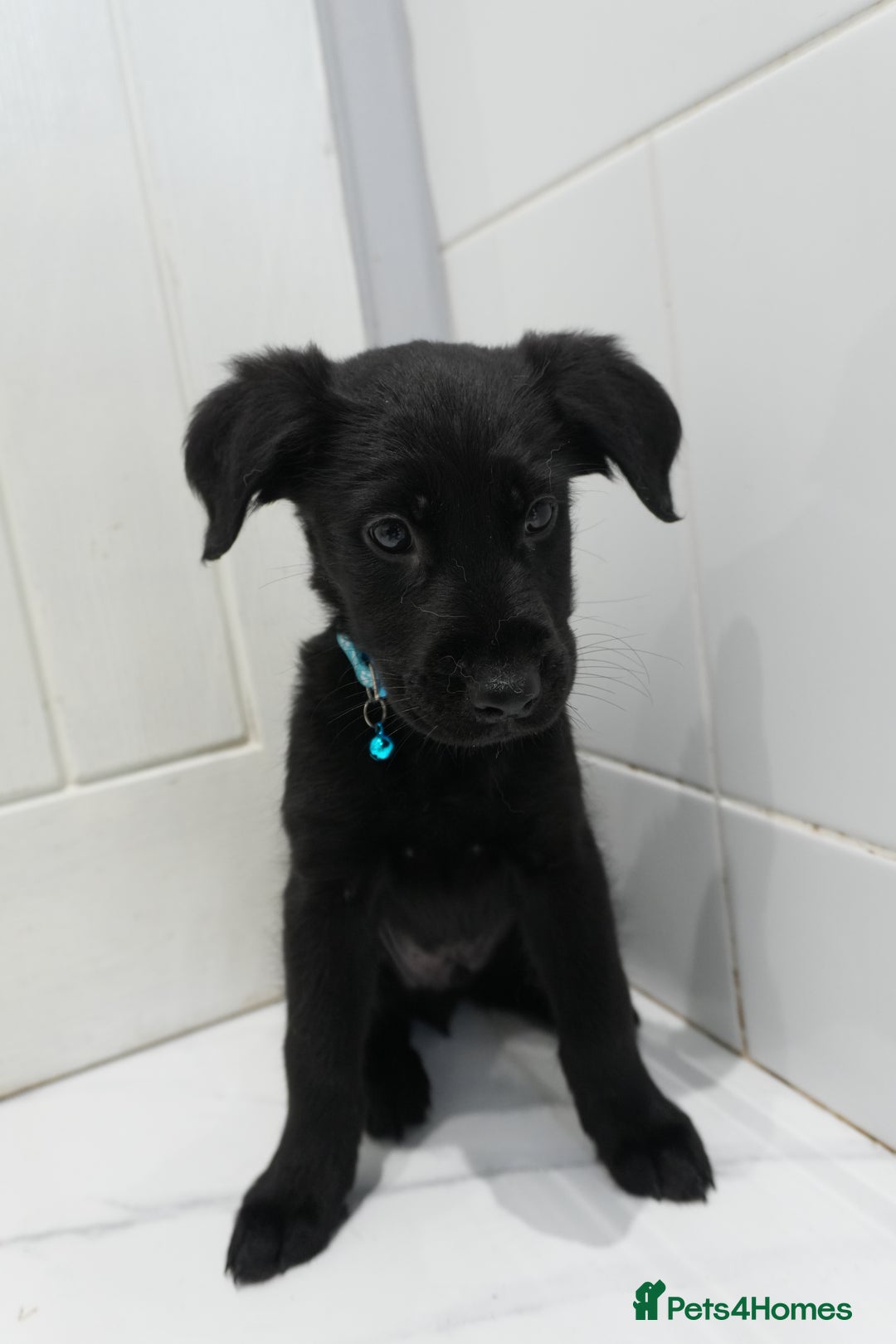 Mixed Breed dogs for sale: 2 months old - Alaskan malamute x Springardor - Image 3