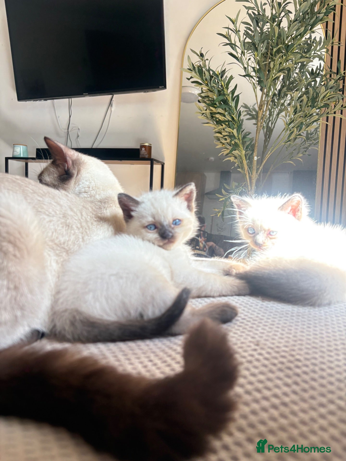 Ragdoll cats Siamese Mix Fluffy Kittens - Advert 4