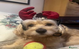 Cavapoochon dogs for stud: 🐾 Stud Available – Meet Eggy the Cavapoochon! 🐾 - Advert 6