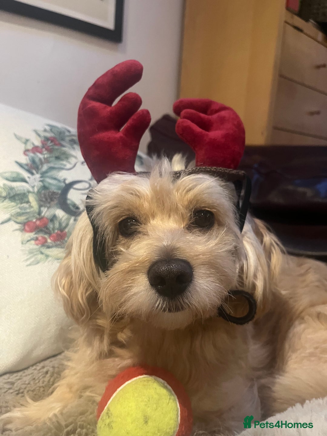 Cavapoochon dogs for stud: 🐾 Stud Available – Meet Eggy the Cavapoochon! 🐾 - Advert 6