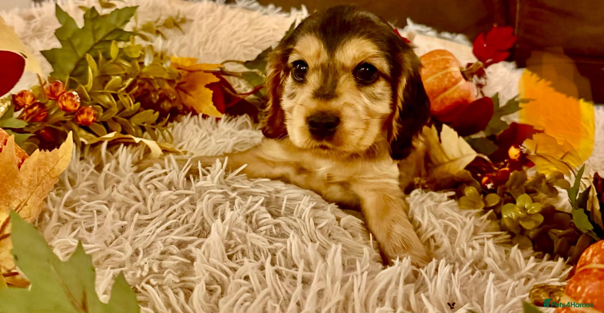Cocker Spaniel dogs Show type cocker spaniels ready soon - Advert 1