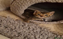 Bengal cats for sale: Pure Bengal kittens ❤️  - Image 19