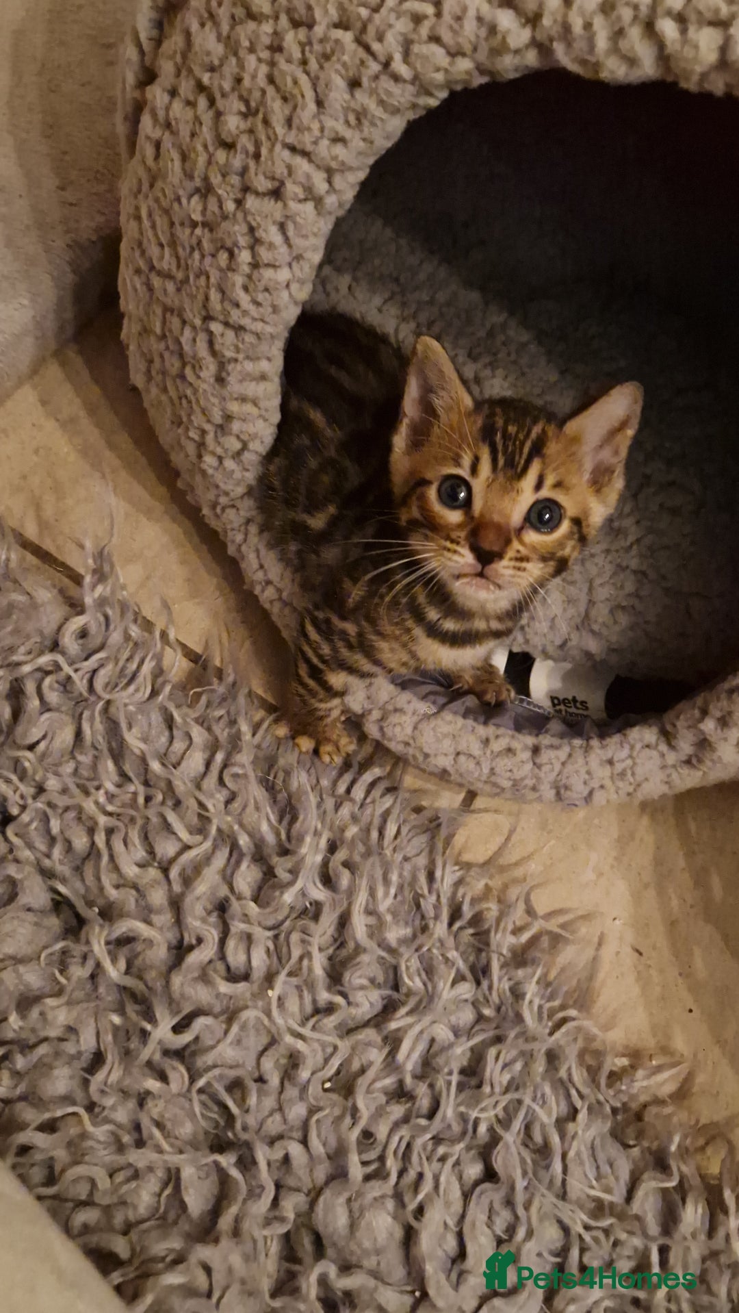 Bengal cats for sale: Pure Bengal kittens ❤️  - Image 19