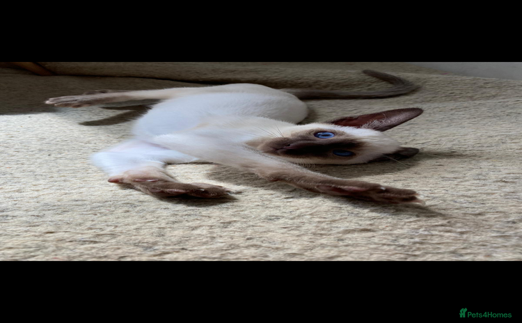 Siamese cats ❤️handsome seal point Siamese❤️ - Advert 2