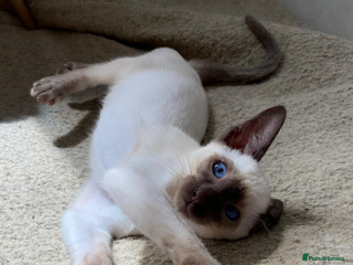 Siamese cats ❤️handsome seal point Siamese❤️ - Advert 1