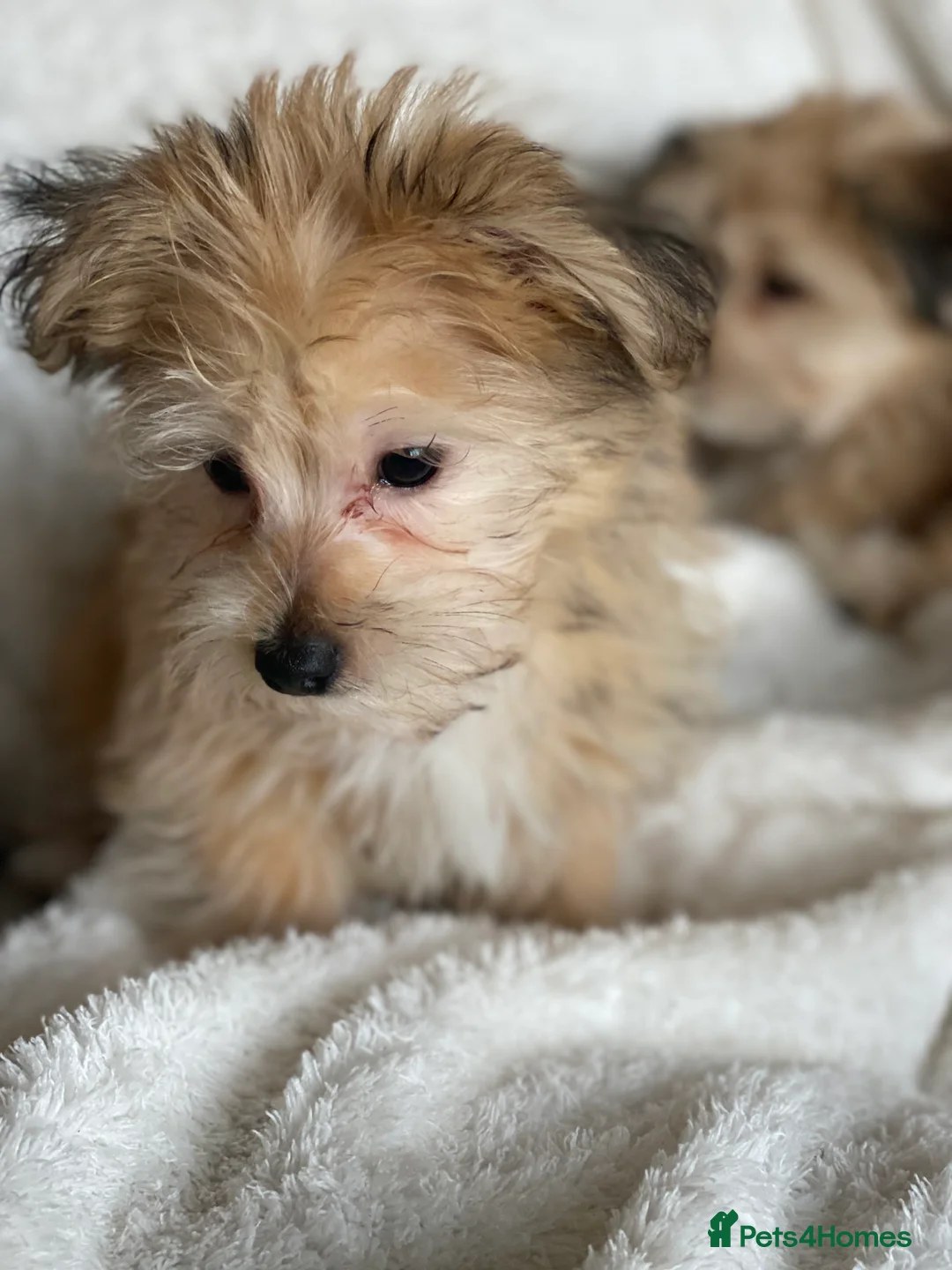 Mixed Breed dogs for sale: Ready to go! Unique mix - Maltese x JackChi Pups - Advert 31