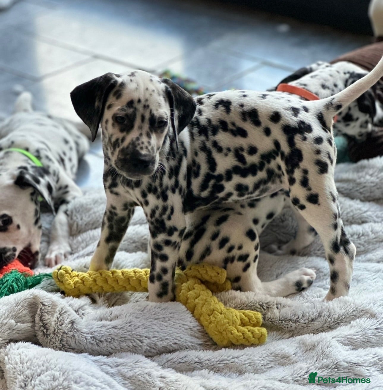 Dalmatian dogs 1 boy/2 girls available  - Advert 19
