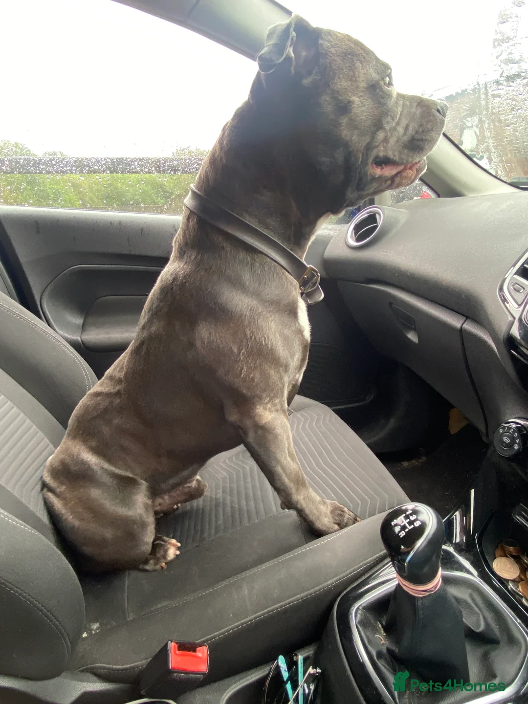 Staffordshire Bull Terrier dogs for stud: KC PROVEN Blue Staffordshire Bull Terrier for STUD in Wakefield - Advert 4