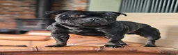 Staffordshire Bull Terrier dogs for stud: Mr 'T' *Champion Sired* (Blue🧬) - Advert 8