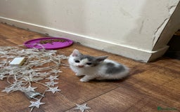 Mixed Breed cats for sale: Mixed breed ragdol and tobby - Image 7