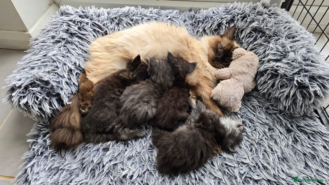Maine Coon cats for sale: 2 stunning 3/4 Maine Coon boys - Image 7