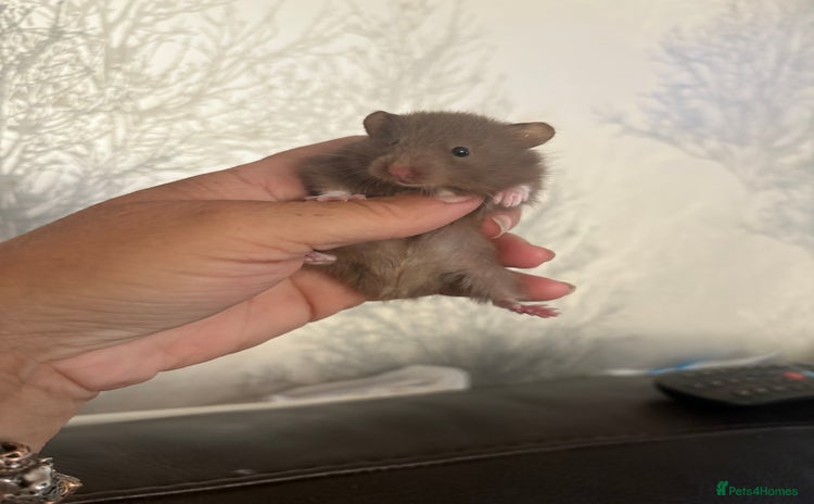 Hamster rodents - Advert 1