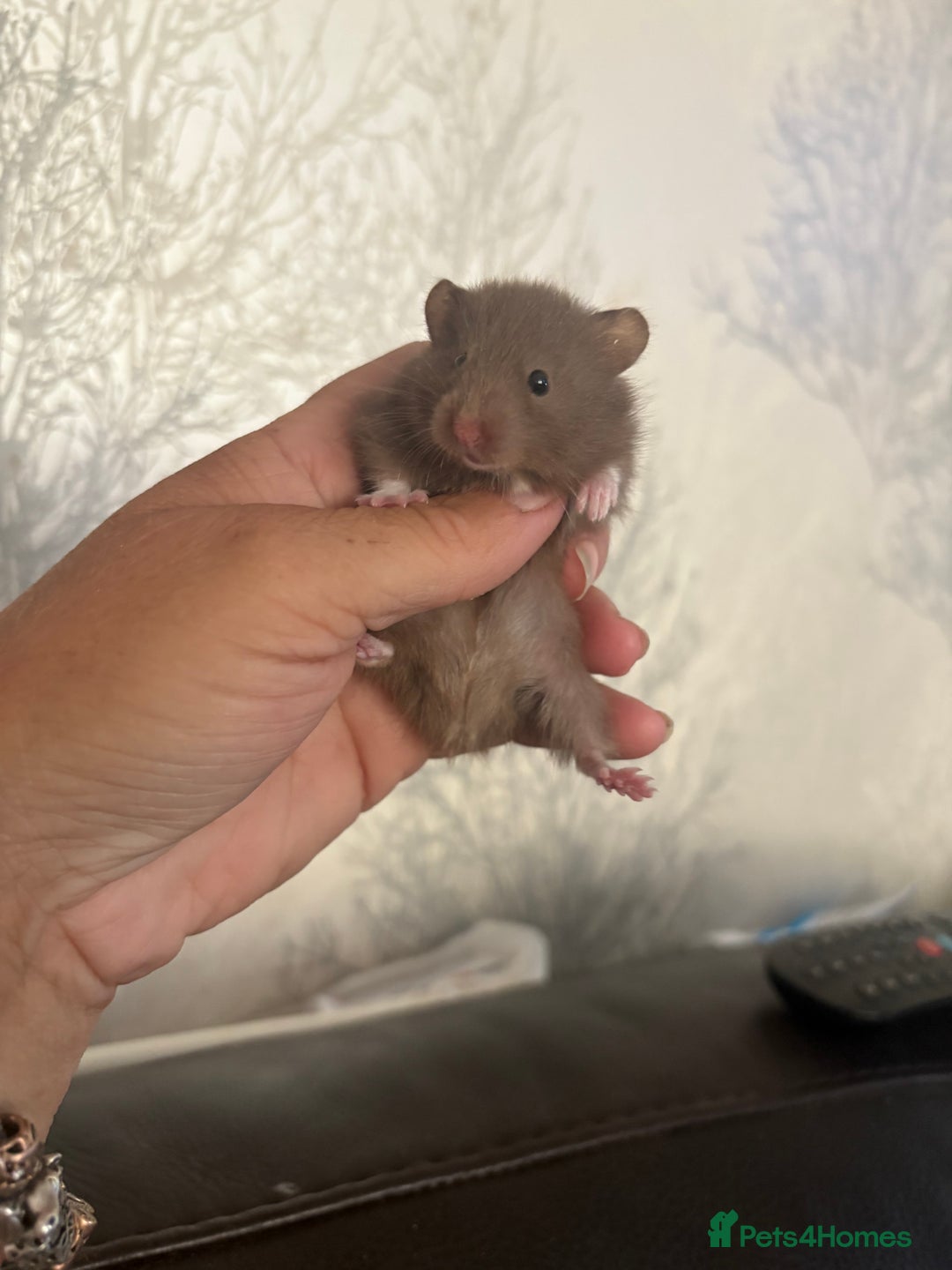 Hamster rodents for sale: Friendly Syrian hamster babies  - Image 1